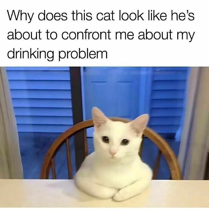 Cat-Memes-Catsflix