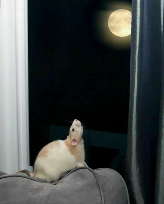 Cute-Rats-Pics