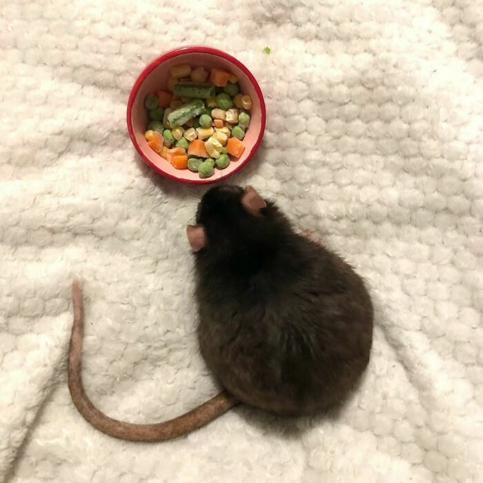 Cute-Rats-Pics