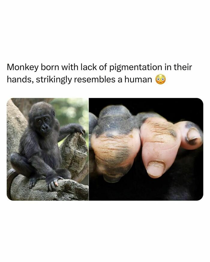 How-Everything-Works-Curiosities-Pics