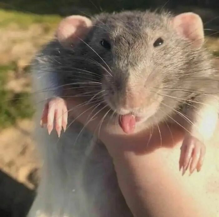 Cute-Rats-Pics