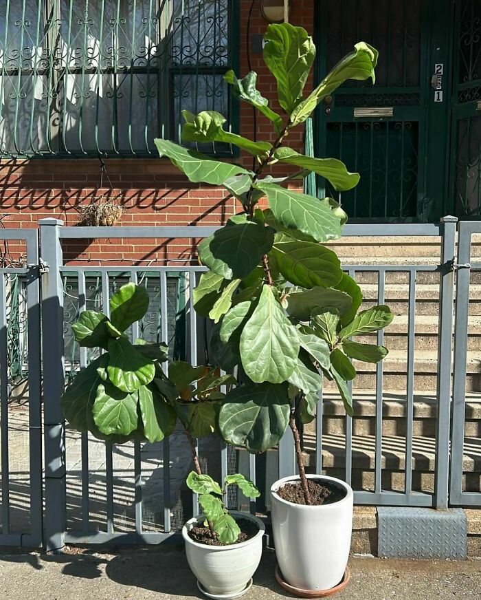 🪴 Rescue. Two Fiddle Leafs In Pots At 615 Kosciusko