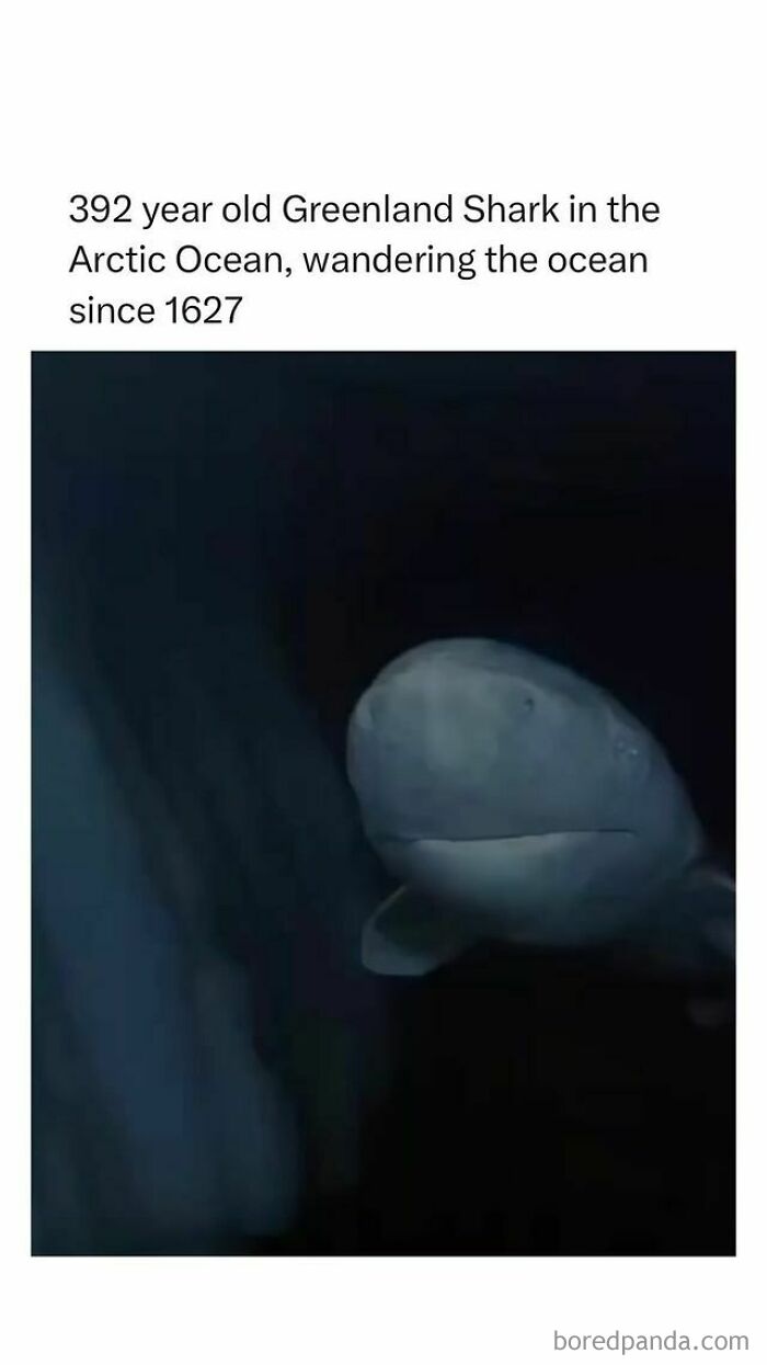 How-Everything-Works-Curiosities-Pics