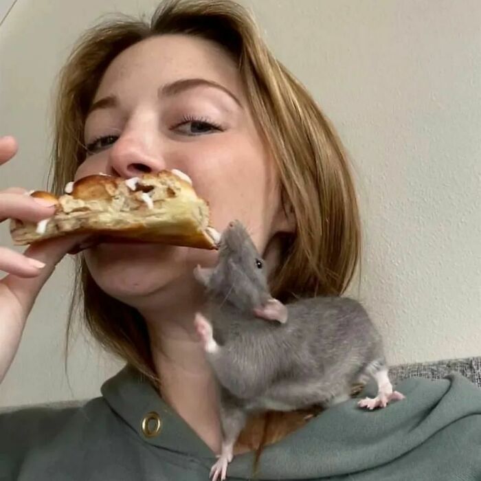 Cute-Rats-Pics