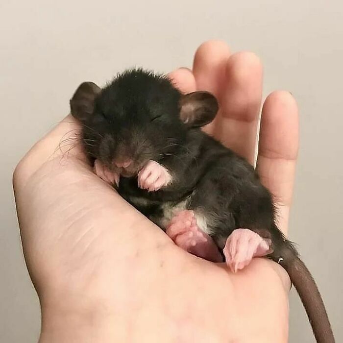 Cute-Rats-Pics