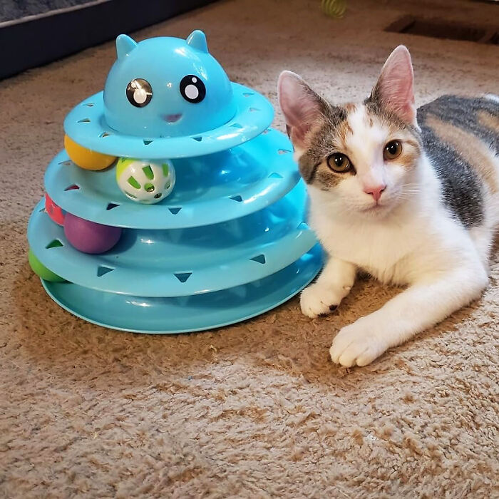 Keep Those Kitty Minds And Muscles Moving With 3-Level Turntable Cat Toy