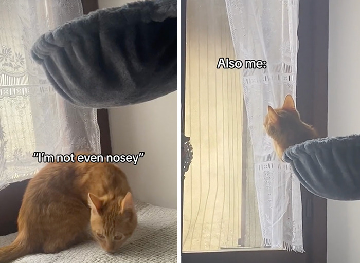 Caught In The Act: Hilarious Tiktok Trend Reveals Pets' Curious Side