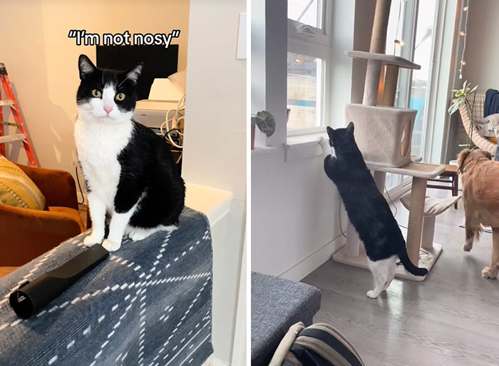 Caught In The Act: Hilarious Tiktok Trend Reveals Pets' Curious Side