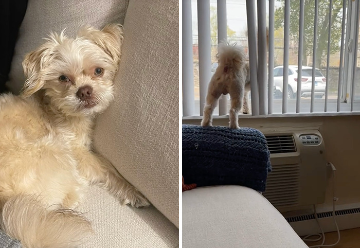 Caught In The Act: Hilarious Tiktok Trend Reveals Pets' Curious Side
