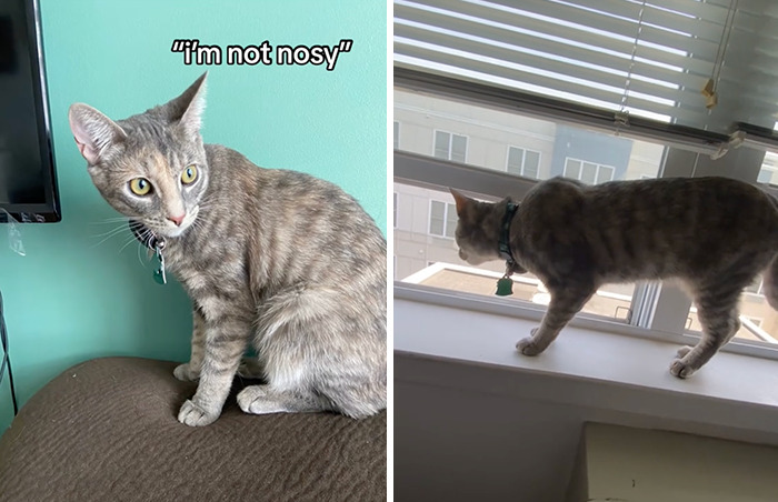 Caught In The Act: Hilarious Tiktok Trend Reveals Pets' Curious Side