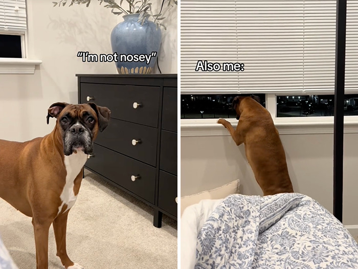 Caught In The Act: Hilarious Tiktok Trend Reveals Pets' Curious Side