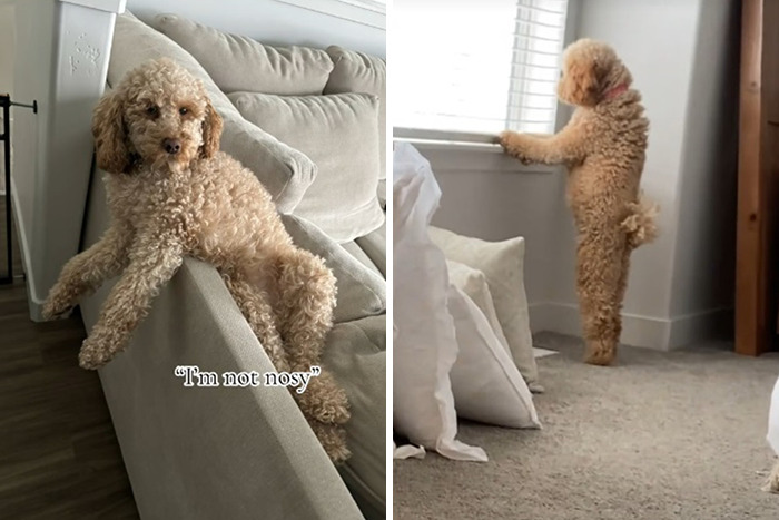 Caught In The Act: Hilarious Tiktok Trend Reveals Pets' Curious Side