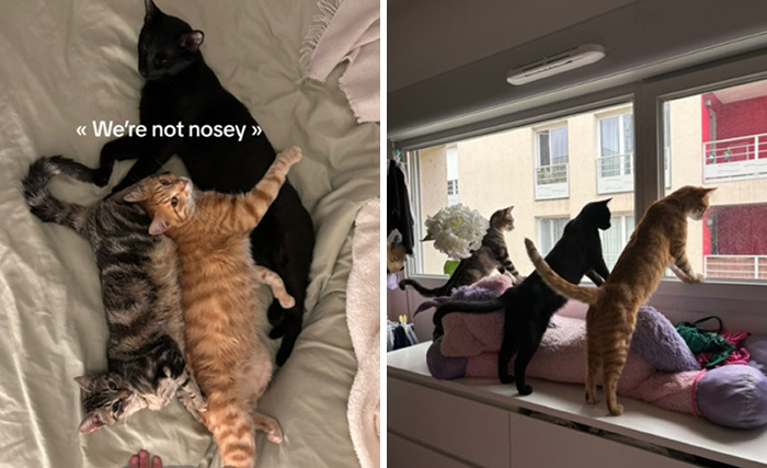 Caught In The Act: Hilarious Tiktok Trend Reveals Pets' Curious Side