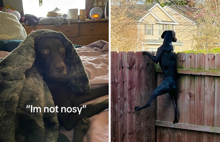 Caught In The Act: Hilarious Tiktok Trend Reveals Pets' Curious Side