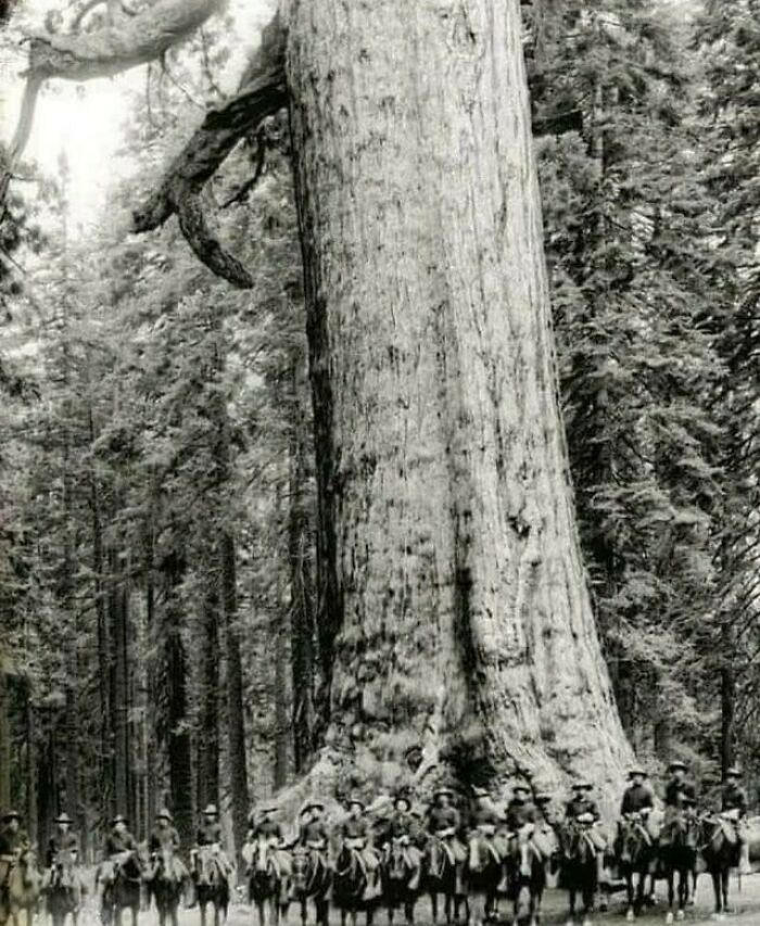 A Group Of Us Cavalry Soldiers Pose In Front Of A Tree Called "Grizzly Giant," 1900