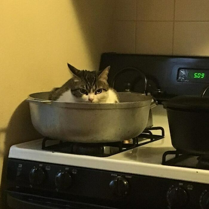 Desperately Waiting To Be Ate