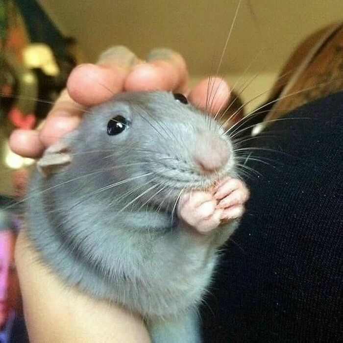 Cute-Rats-Pics