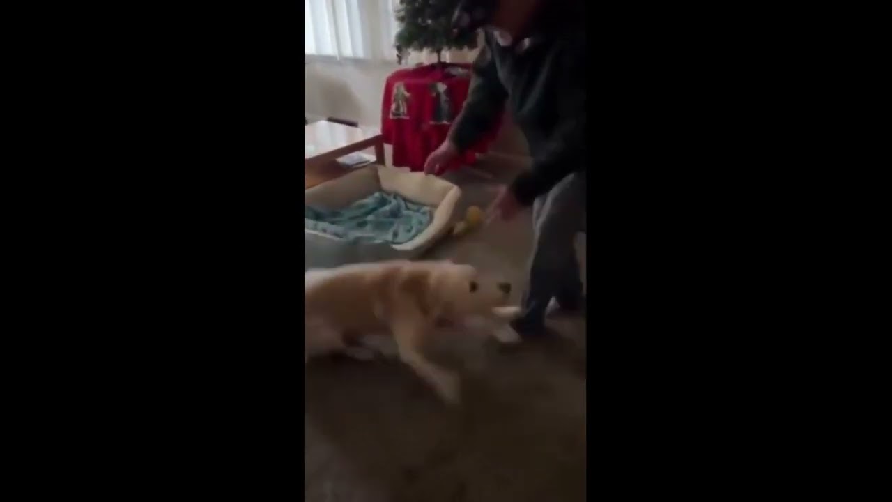 Feel Good Moment-Never Seen A Dog So Excited To See Somebody-