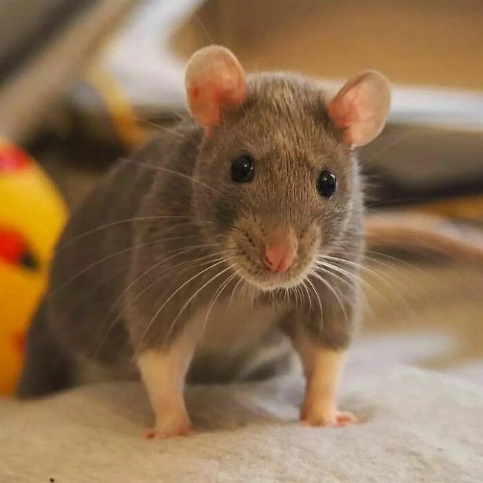 Cute-Rats-Pics