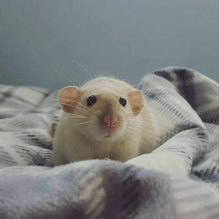 Cute-Rats-Pics