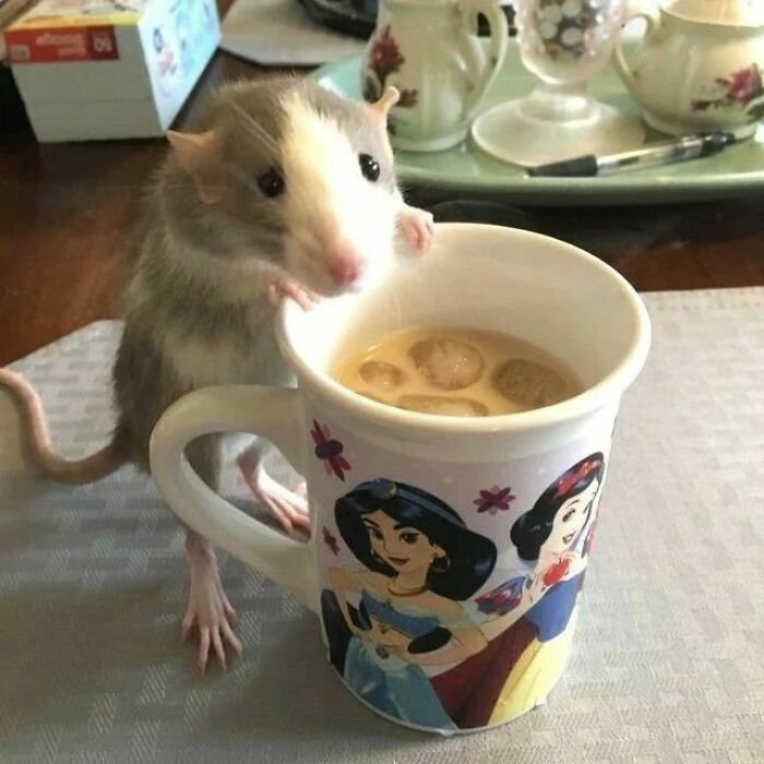 Cute-Rats-Pics