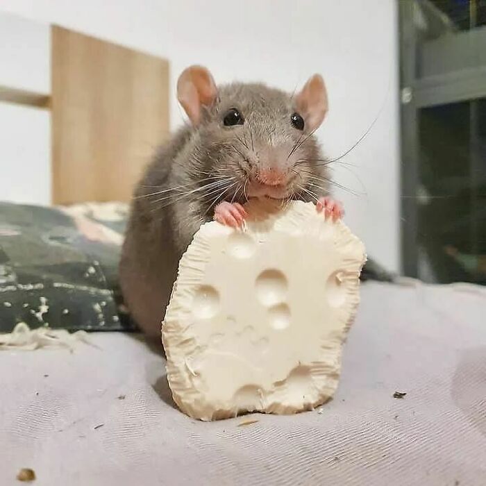 Cute-Rats-Pics