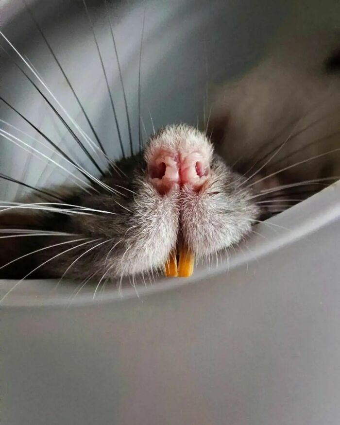 Cute-Rats-Pics