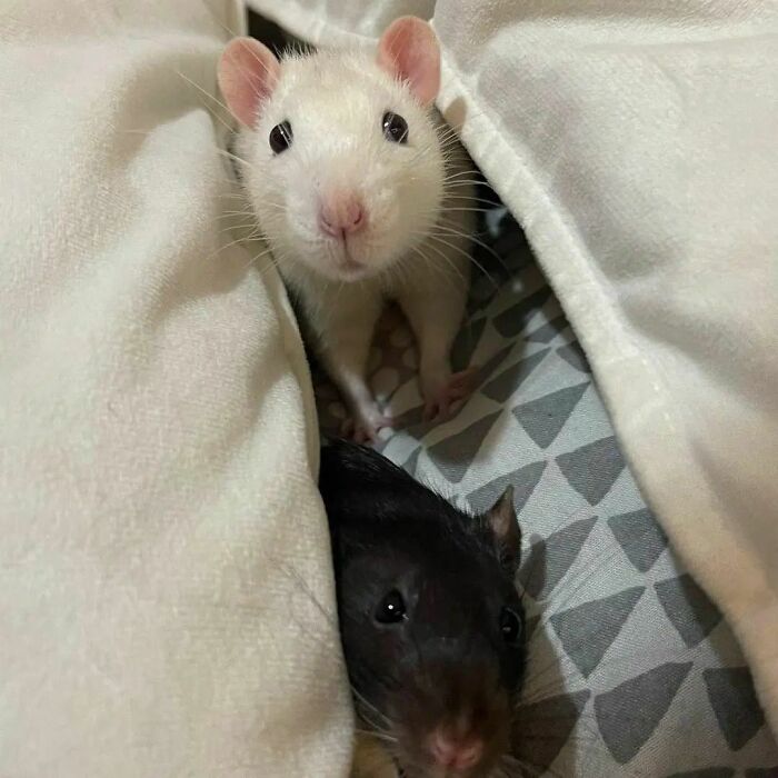 Cute-Rats-Pics