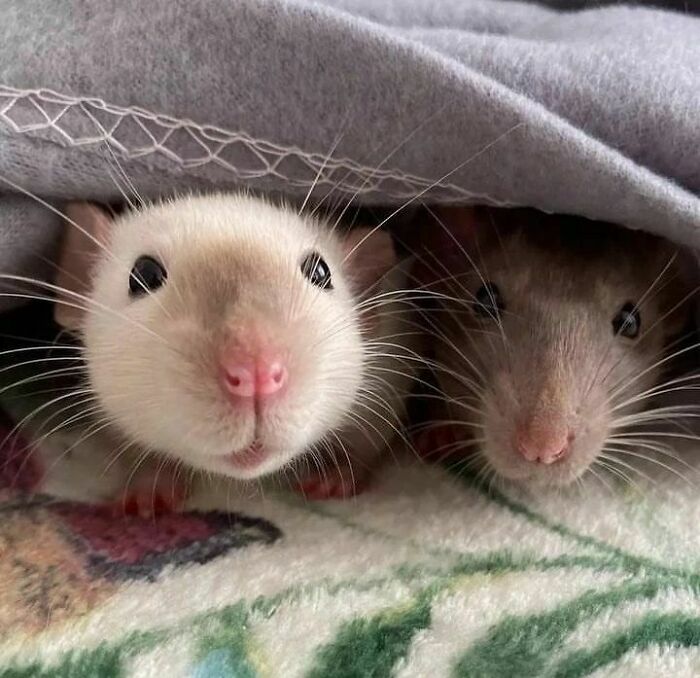 Cute-Rats-Pics