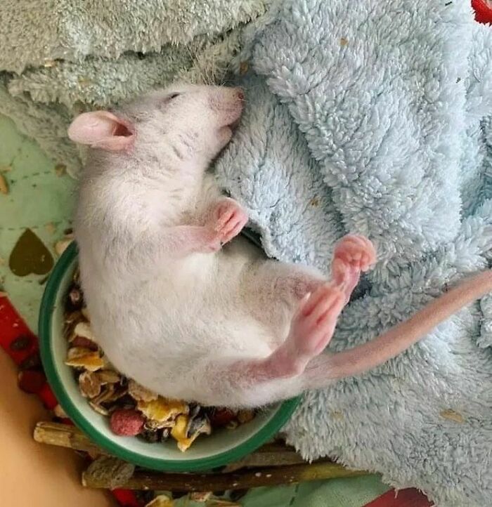 Cute-Rats-Pics