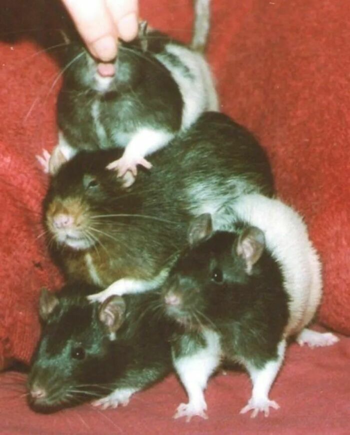 Cute-Rats-Pics