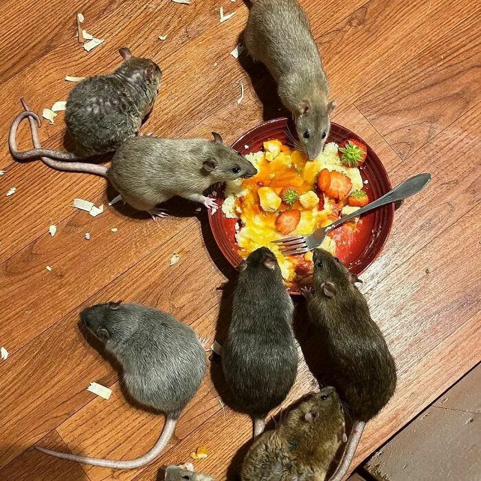 Cute-Rats-Pics
