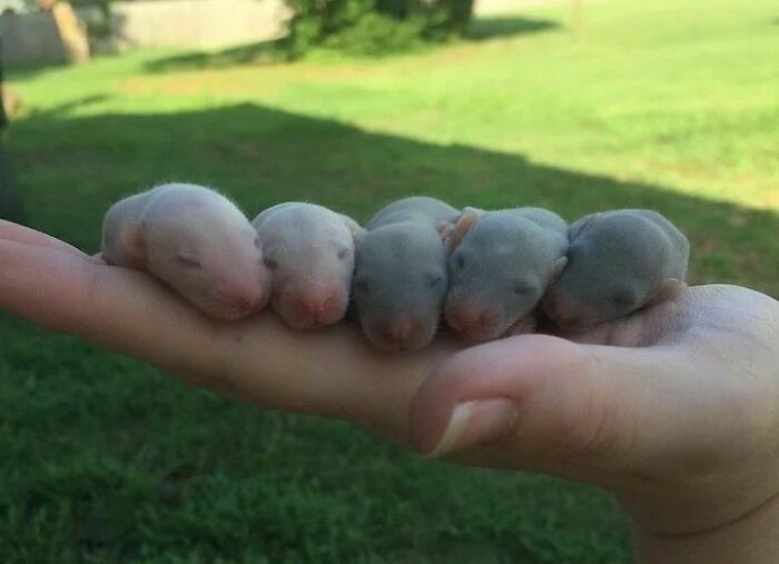 Cute-Rats-Pics