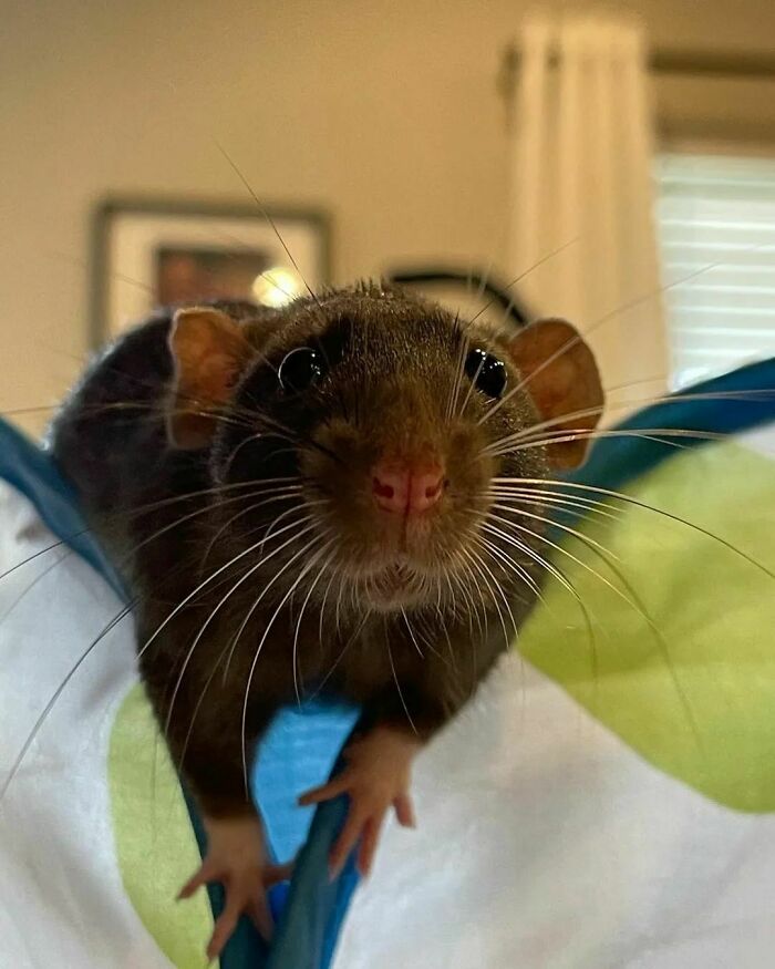 Cute-Rats-Pics