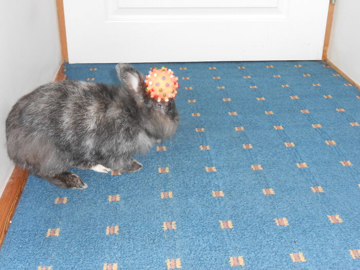 Pinky Threw The Ball On His Head