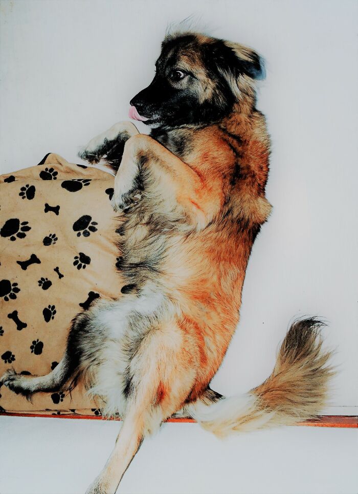 The Always Majestic & Composed Leonberger