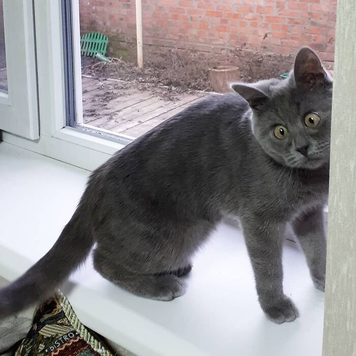 A Slightly Strange And Funny-Looking Cat Continues To Win Hearts Online (New Pics)