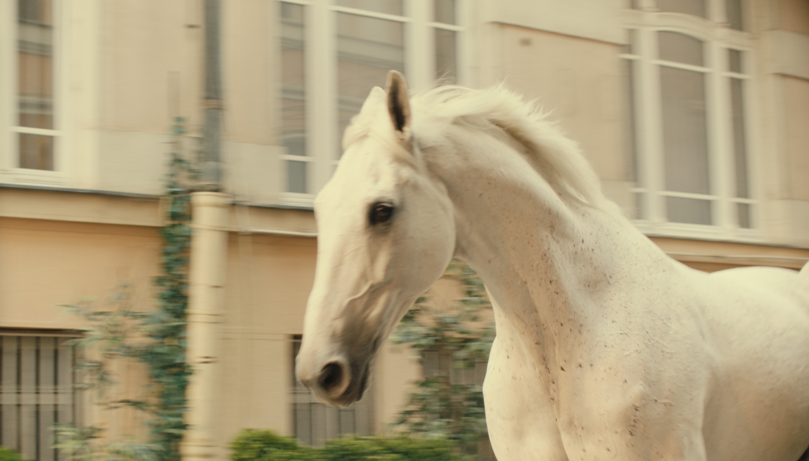 Horse Travels Alone From The Italian Alps To Berlin