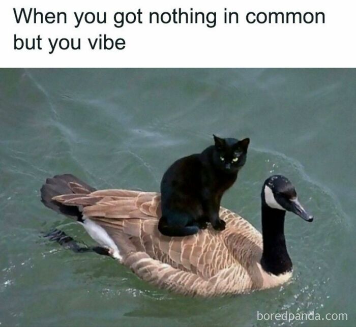 Random-Relatable-Memes-Spillthememes