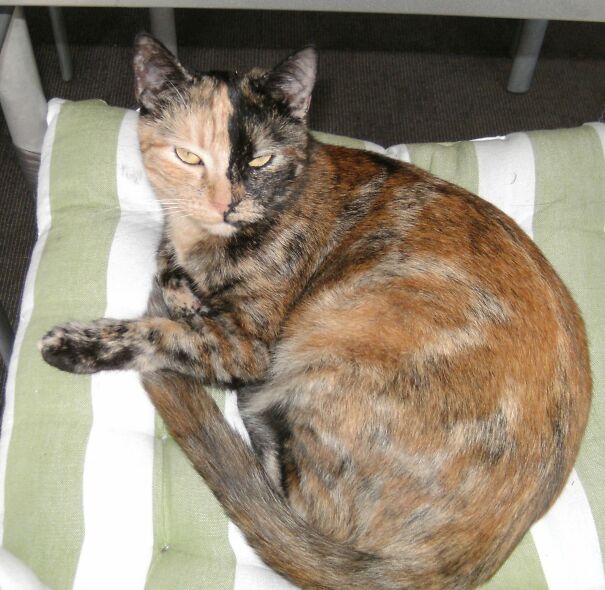 Gem Our Affectionate Companion. Rescued At 1 Yr Old