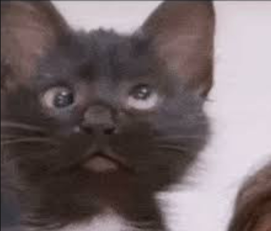 Hey Pandas, Post A Funny Picture And Add A Caption To It!