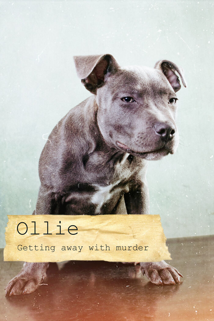 I Created A Deck Of Playing Cards With Dog Mugshots