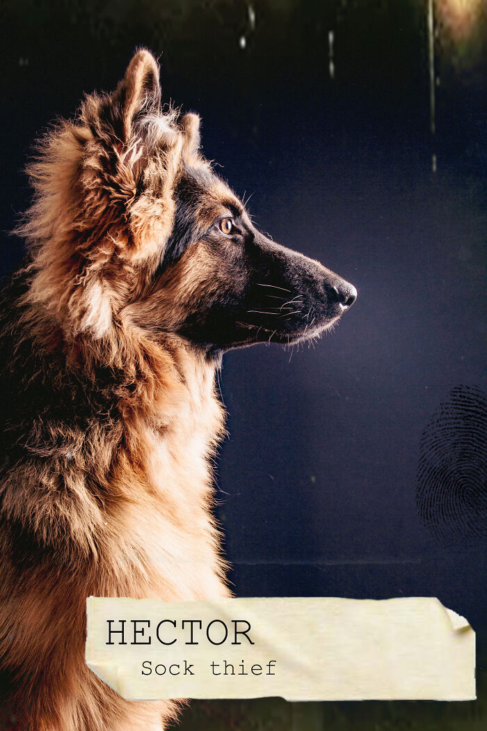 I Created A Deck Of Playing Cards With Dog Mugshots