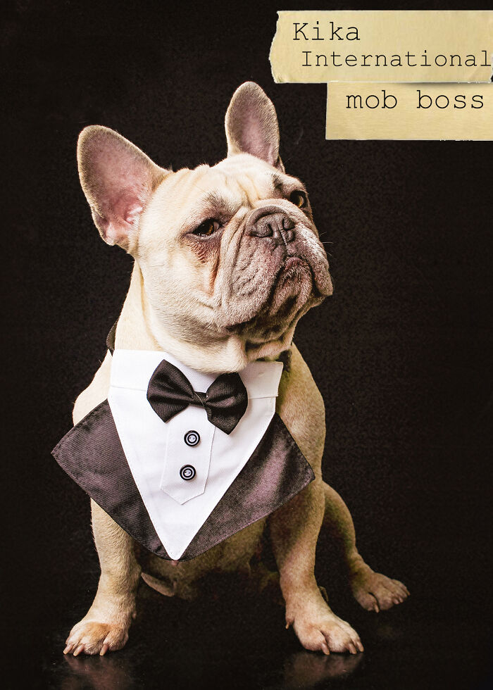 I Created A Deck Of Playing Cards With Dog Mugshots