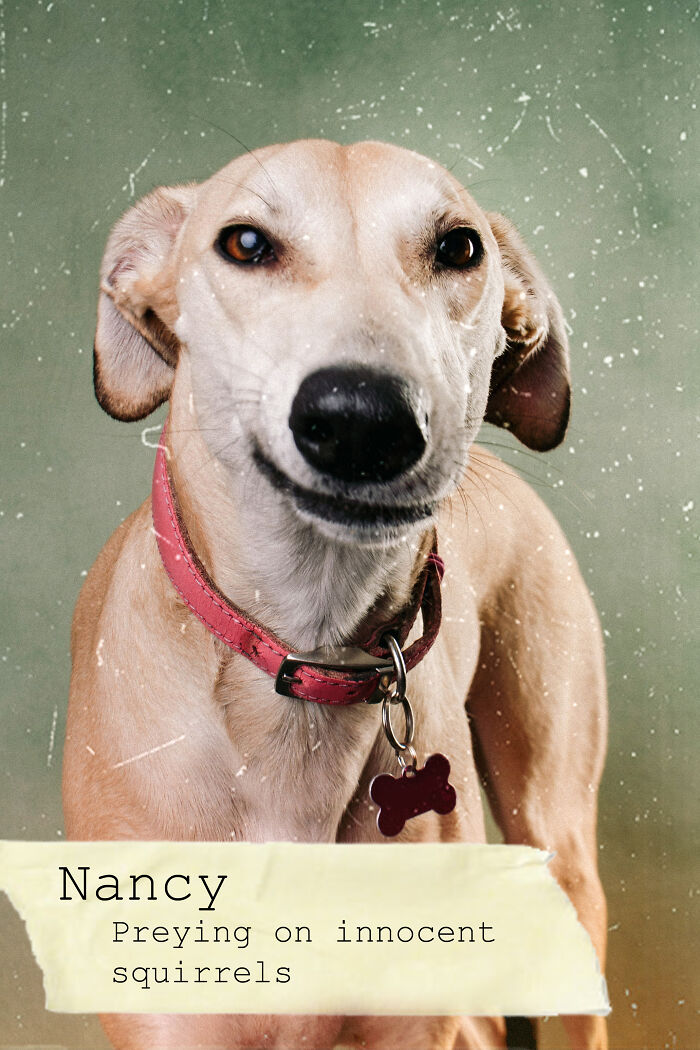I Created A Deck Of Playing Cards With Dog Mugshots