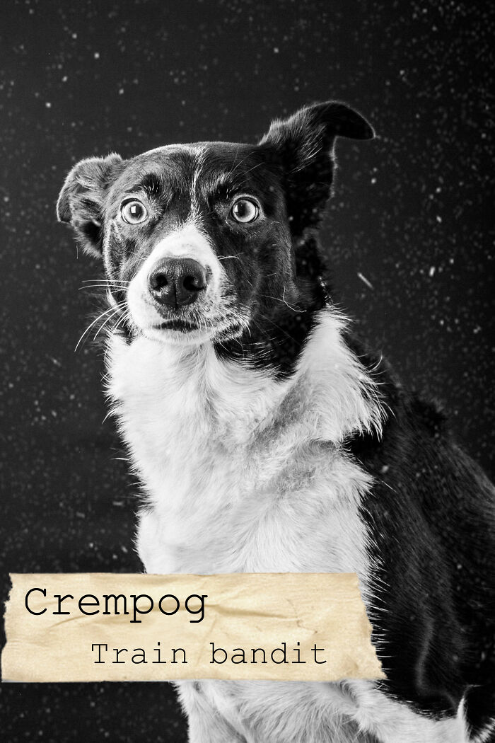 I Created A Deck Of Playing Cards With Dog Mugshots