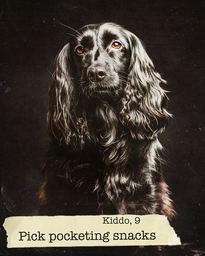 I Created A Deck Of Playing Cards With Dog Mugshots