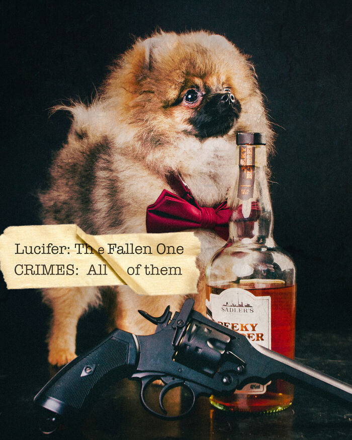 I Created A Deck Of Playing Cards With Dog Mugshots