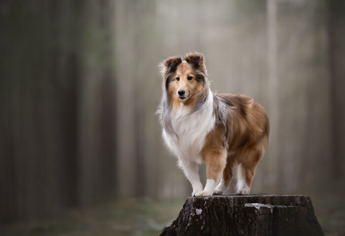 I Photographed Adorable Dogs And They Look So Dreamy!