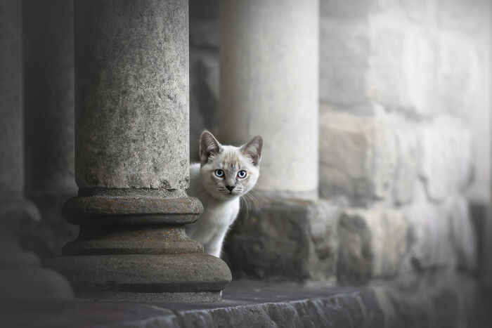 I Photographed Adorable Dogs And They Look So Dreamy!